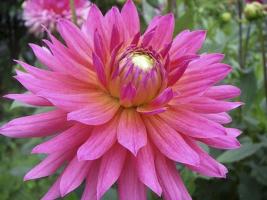 Lindy Old House Dahlias