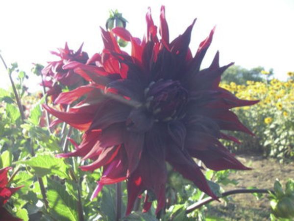 black monarch dahlia