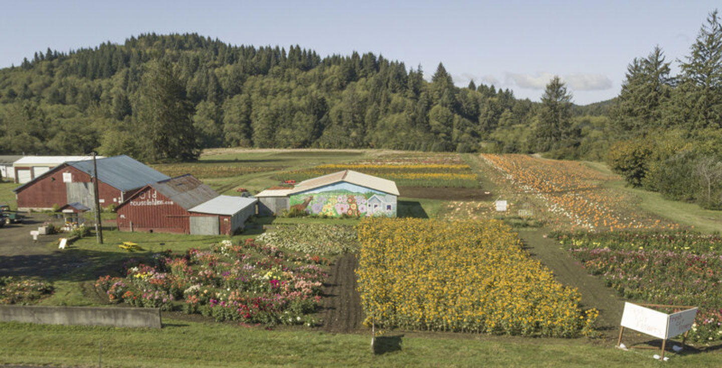 WEB_dahlia-farm.jpg