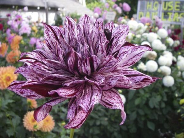 hollyhill bewitched dahlia