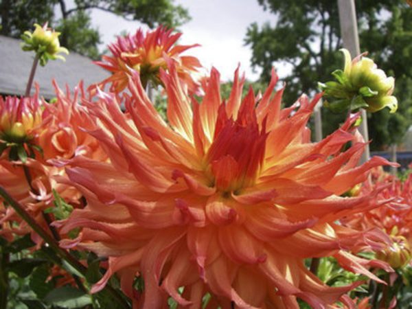 woodlend's wildthing dahlia