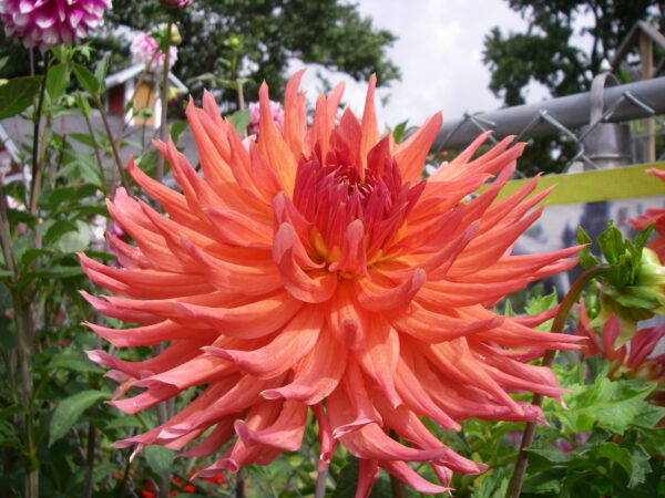 HOLLYHILL ELECTRA