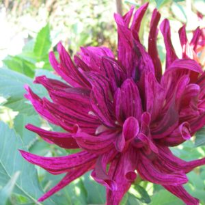 Hollyhill Tempest ( Field Grown Cutting Clumps)